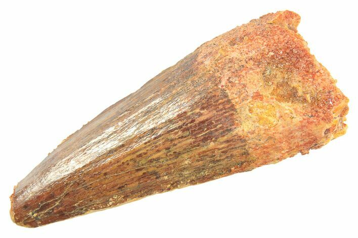 Fossil Spinosaurus Tooth - Real Dinosaur Tooth #297335